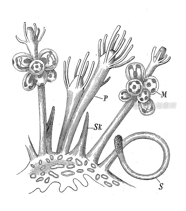 古董生物动物学图像:Podocoryne carnea